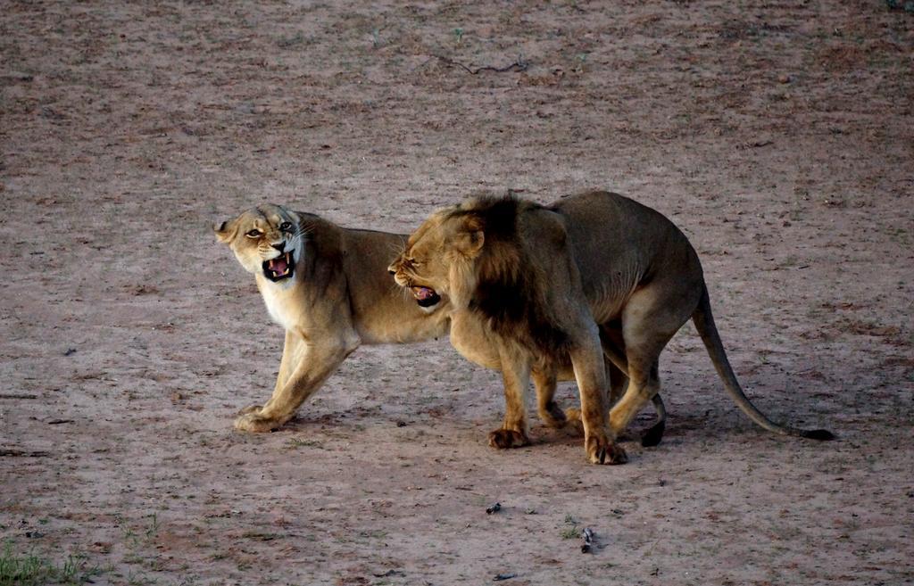 Tau @ Kruger Villa Marloth Park Kamer foto