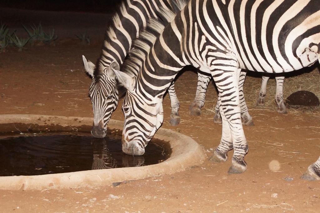 Tau @ Kruger Villa Marloth Park Buitenkant foto