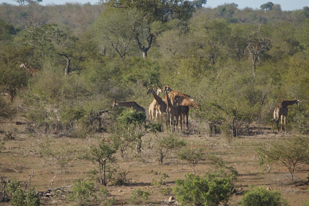 Tau @ Kruger Villa Marloth Park Buitenkant foto