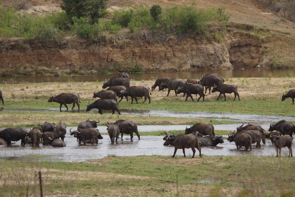 Tau @ Kruger Villa Marloth Park Buitenkant foto